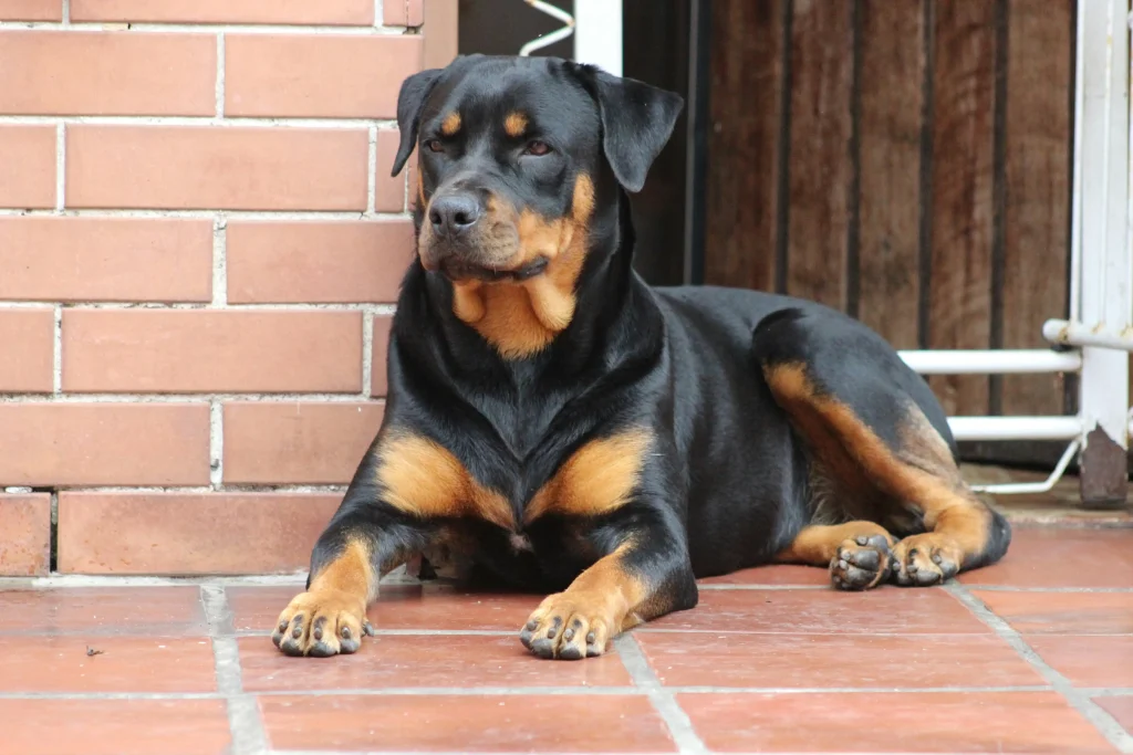Rottweiler
