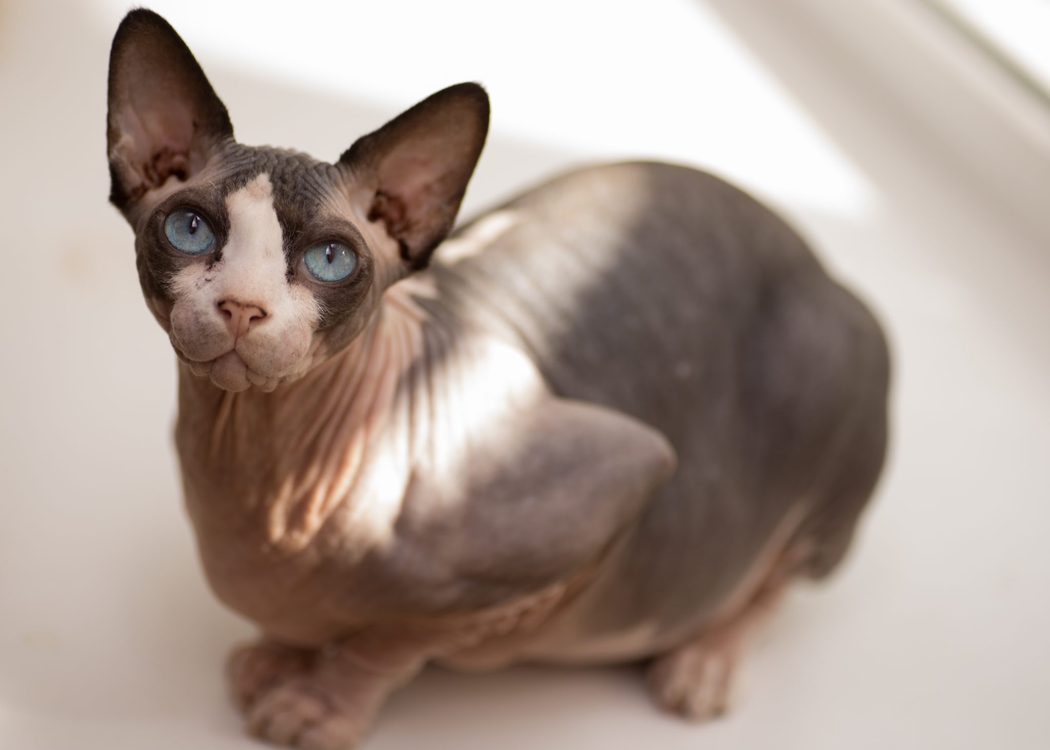Sphynx
